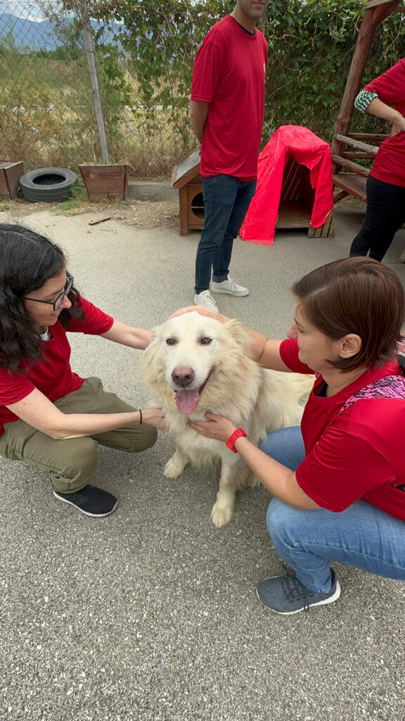 UM Skopje employees are shown playing with and petting dogs at the Lajka shelter during Impact Day, showcasing compassion, teamwork, and support for animal welfare as part of their humanitarian activities. 