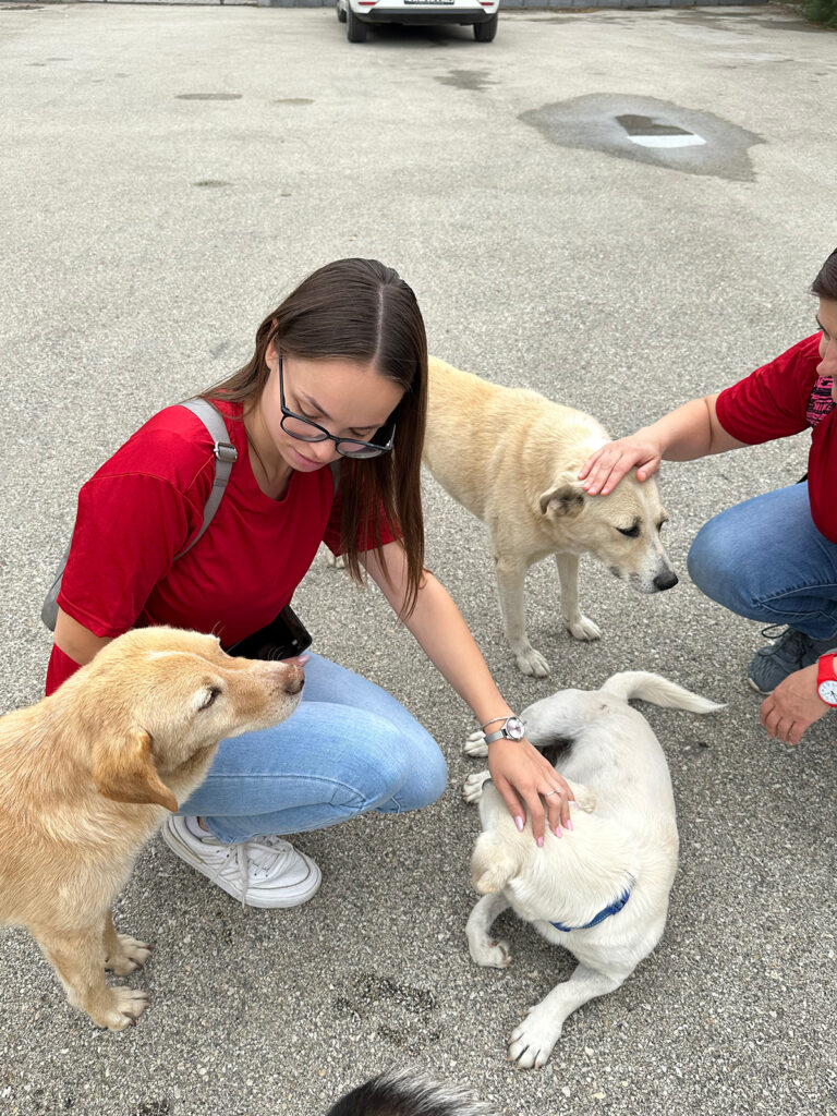 Members of the UM Skopje team are photographed spending time with shelter animals, demonstrating their dedication to community service and teamwork during Impact Day at the Lajka pet shelter. 